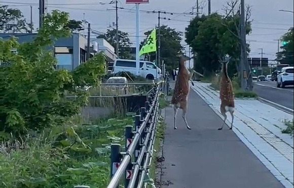 【画像】街中でエゾシカ同士が殴り合いの喧嘩ｗｗｗｗｗｗｗｗｗｗｗｗｗ