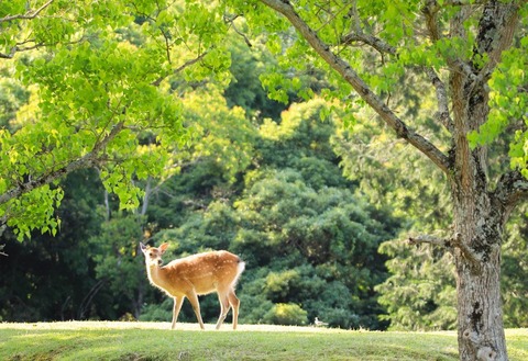 【鹿】「奈良公園のシカ」、生息数が過去最多1360頭に : 登山ちゃんねる