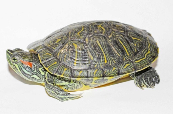 【神戸市】外来種アカミミガメ、5匹捕まえたら1万円！