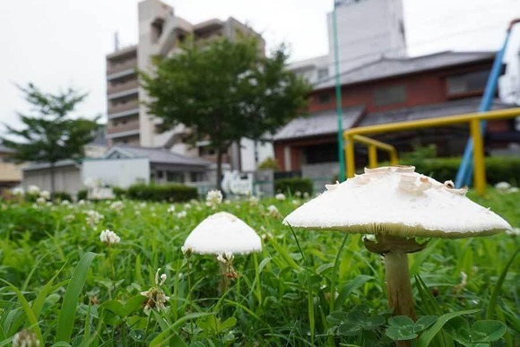 【X】「食べたらあかんで　絶対食べたらあかんで」　公園や河川敷で相次いで確認　食べると嘔吐や下痢も　各地で注意喚起