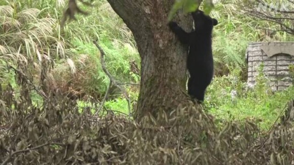 【秋田】住宅裏にクマ5頭…悠々と食事 生態詳しい写真家「異様」