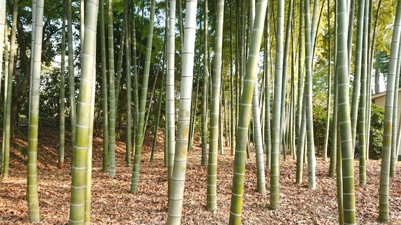竹とかいうチート植物ｗｗｗｗｗｗ