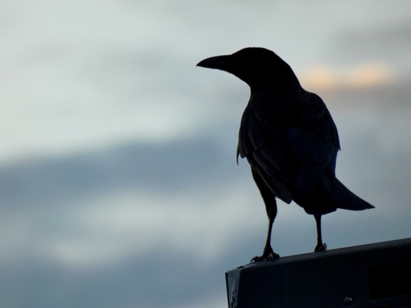 【画像】エグい量のカラスいた