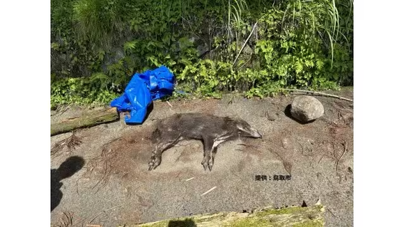 【鳥取】死んだイノシシから豚熱ウイルス…鳥取市の農道で見つかる
