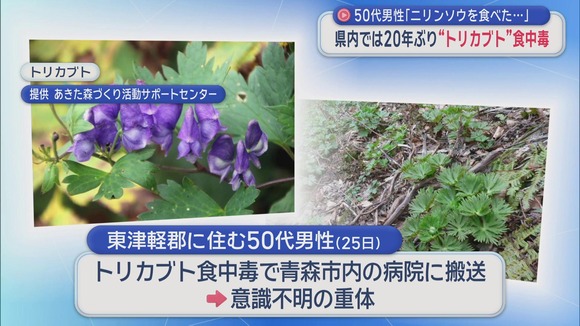 【青森】トリカブト食中毒で50代男性が意識不明　ニリンソウと間違えて食べたか