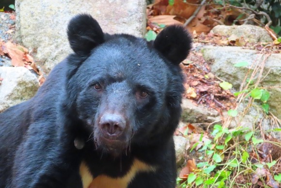 「時給1000円。費用含めたらほぼボランティア」安すぎるクマ出動手当てに猟友会員が悲鳴