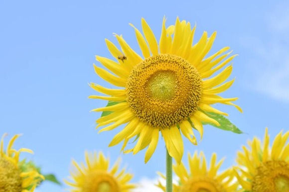 291