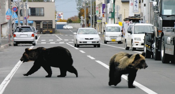 ヒグマ駆除「頼まれても、後から責任を問われるなら…」 北海道猟友会の「拒否検討」が全国に広がる可能性