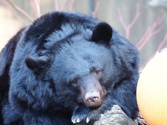 【悲報】柿の木に「クマ対策」のセンサーライトを設置中クマに襲われる・・・
