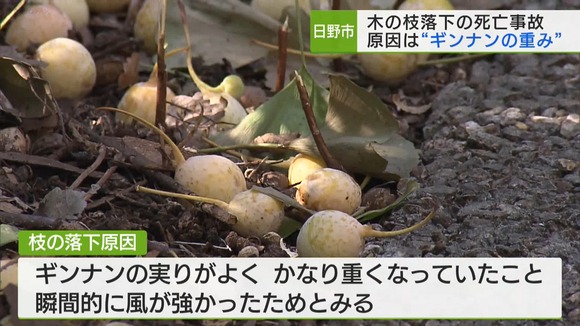 イチョウの枝落下で死亡事故の原因→ギンナンが豊作だったから