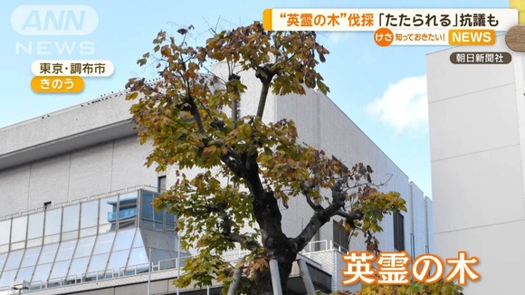 【東京】 “英霊の木”伐採　「たたられる」抗議も