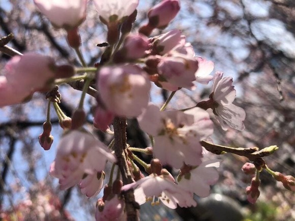 【画像】ちょっとめためた綺麗に桜が撮れたから見てみてみて