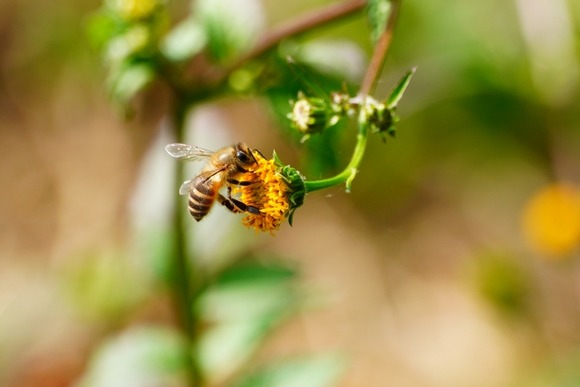 【悲報】交配できなかったミツバチの末路・・・