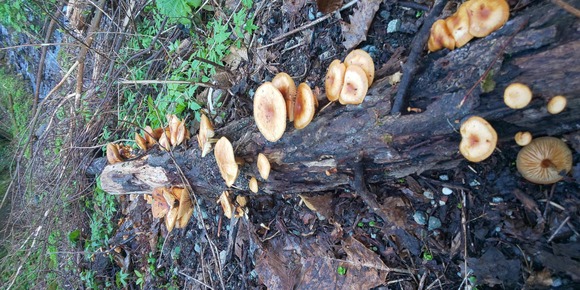 このキノコの名前を教えてください。傘は10センチくらいありました【キノコ鑑定スレ】