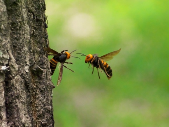 【埼玉】ｶﾁｯ...ｶﾁｯ... 河川敷でハチに刺され男性死亡