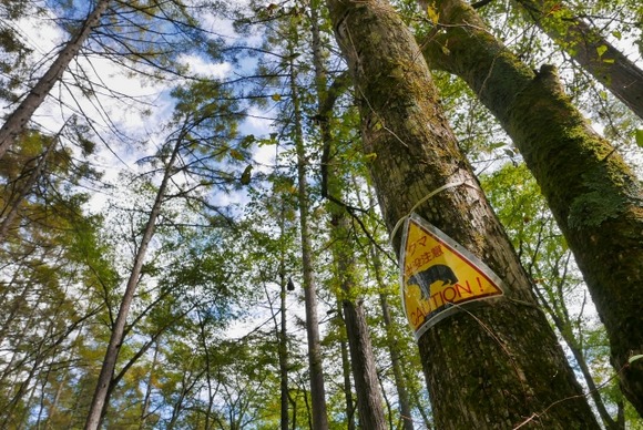 わりと真面目に日本国内のクマは絶滅まで追い込んだ方が良いと思うんやが