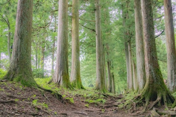 「山に死体を埋めたら発見される」→言うほど発見されるか？