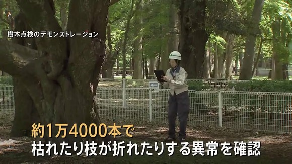 【東京】 都内の樹木80万本を緊急点検 1万4000本に枝が折れたりするなどの異常 小池百合子都知事 「スピード感をもって植え替え進める」