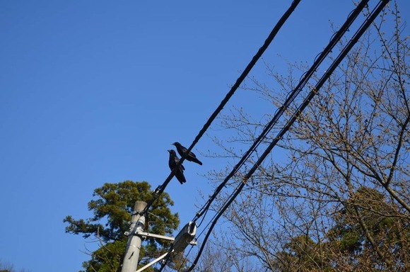 茨城県「カラス食は茨城の伝統ではありません」