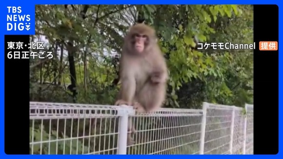 サル出没…今度は東京・吉祥寺で「怖い」 23区で相次ぐ目撃、通行人威嚇も