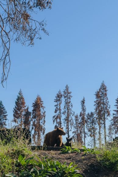 【動画】ヒグマからの逃げ方はこれが最適解やろ