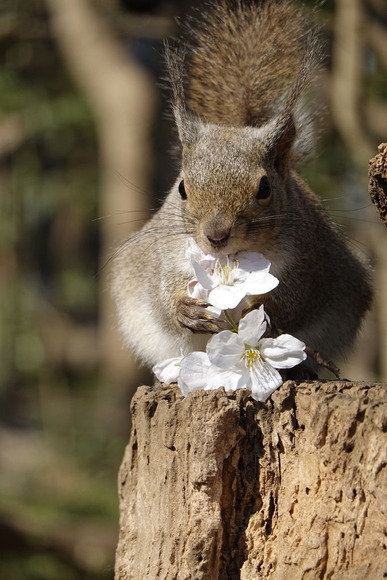 桜の花びらを食べるリス