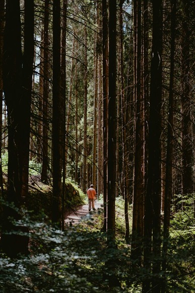 alin-gavriliuc-DvFJcGIjXdo-unsplash