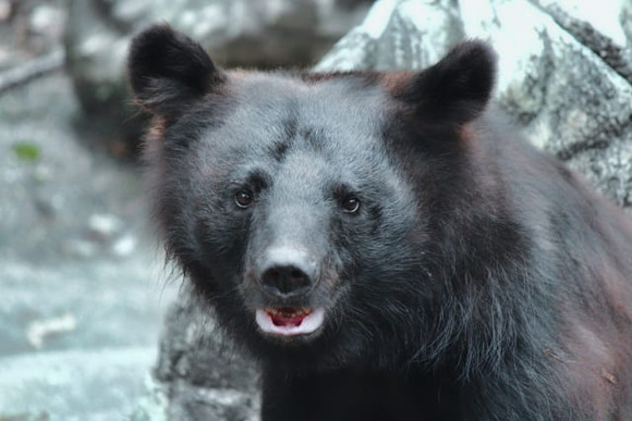 bear