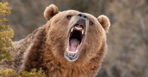 【クマ】「傷口から食べ始め内臓が好物」殺人熊がとる異常行動