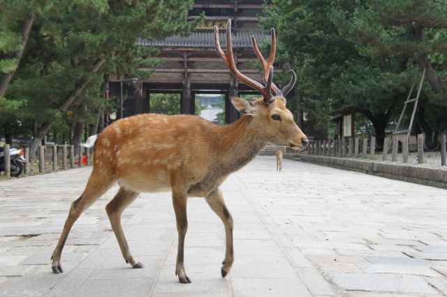 観光客が捨てた レジ袋 奈良公園のシカが食べて死亡相次ぎ 奈良市が