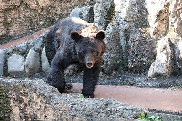 クマ駆除に「殺すな」と抗議　「かわいそう」と電話口で号泣する人も