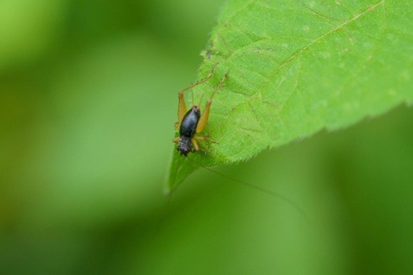 今も昔も困ったときは「昆虫頼み」？…意外とおいしい、懐かしい