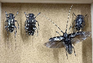 【乞食速報】白河市、外来カミキリ駆除に謝礼！９月まで