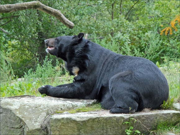 Ours_à_collier_(Zoo_de_Berlin)_(6080474107)