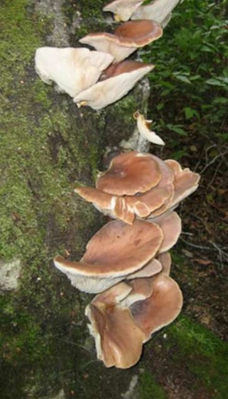 山で採取した毒キノコを食べた夫婦が食中毒　「シイタケ」と誤認