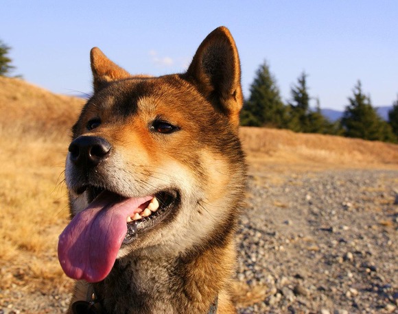 《殺処分するな！》“四国犬12人噛みつき”のX反応に違和感《まず子供の心配だろ》…「クマを殺すな」抗議の二の舞も