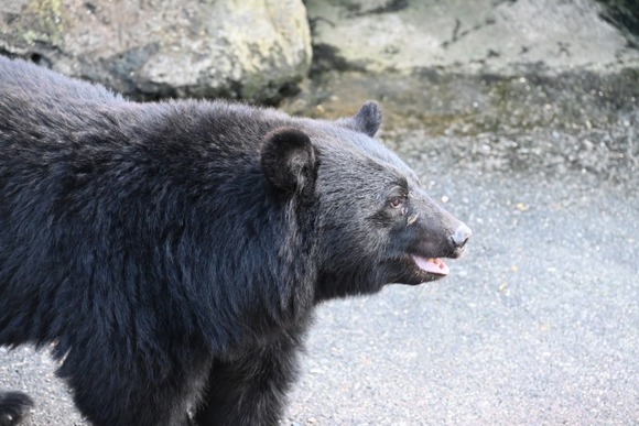 メディア「クマを見つけても落ち着いて！刺激しないで！そっと逃げて！」←かしこまり！