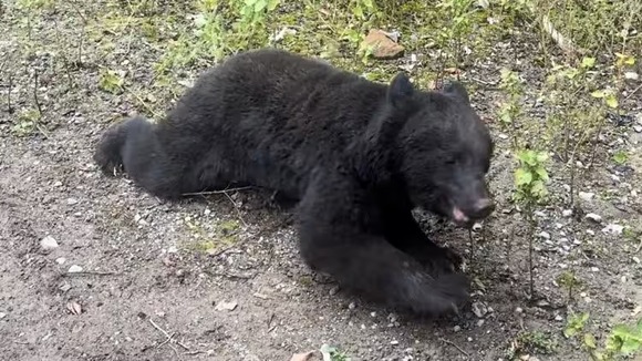 絶滅したはずなのに…伊豆半島で100年ぶりにクマ現る！