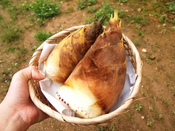 タケノコ貰ったんだけど　煮るぐらいしかないよな