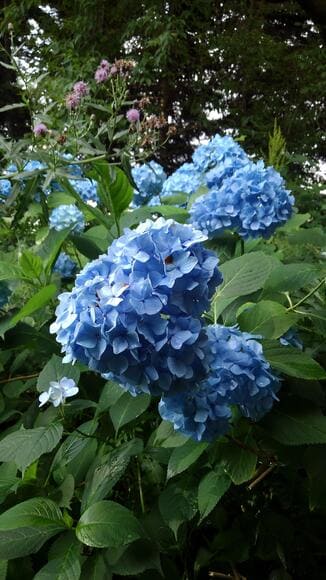 【画像】花が綺麗な公園を散歩してる