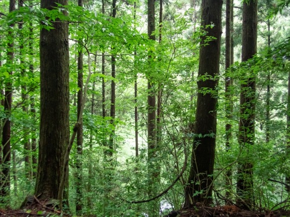 消防団「山奥で自決するのやめーや」