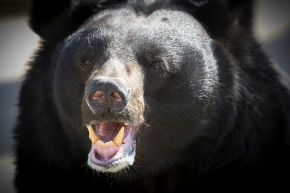 クマを「溺死」させて駆除、町役場に1週間「抗議」殺到…なぜ銃を使えなかった？岩手・雫石町が明かす背景