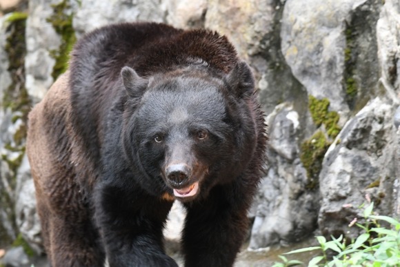 【画像】道路にクマいるｗｗｗｗｗｗｗｗｗｗｗｗｗｗｗｗｗｗｗｗｗｗｗｗｗｗｗｗｗｗｗｗｗｗｗｗｗｗｗｗｗｗｗｗｗｗｗｗ