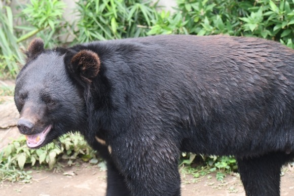 【福島】「山菜を採りに行く」　山中に入った４０代男性、遺体で見つかる　クマに襲われたか