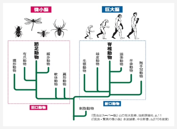 動物の系統と脳の関係