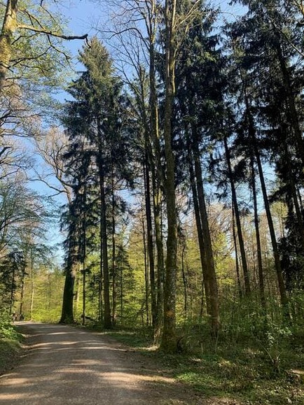 forest