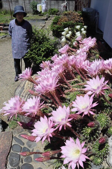 花を一斉に咲かせたサボテン (1)