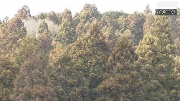 環境省「スギ花粉、ヤバい。過去１０年で１番、ヤバい。」