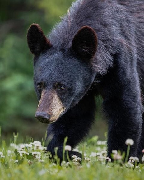 bear
