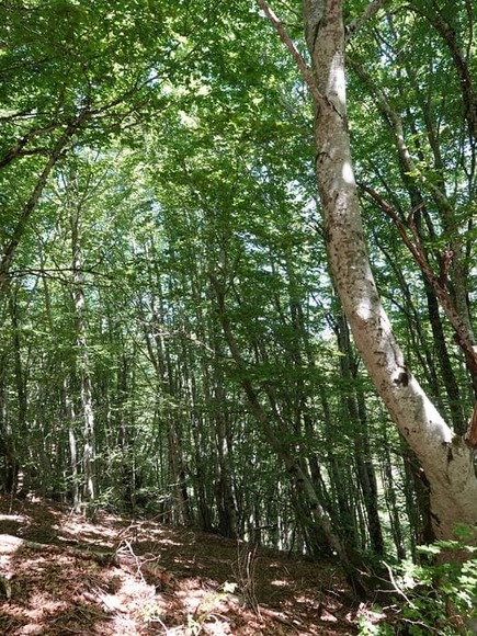 trail